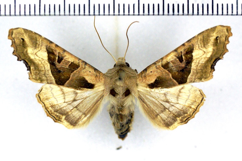 Phlogophora meticulosa (Linnaeus, 1758)-Senonches.JPG