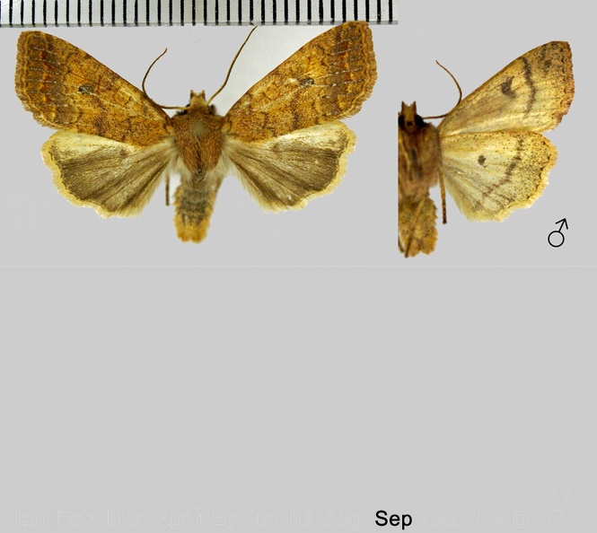 Sunira circellaris (Hufnagel, 1766)