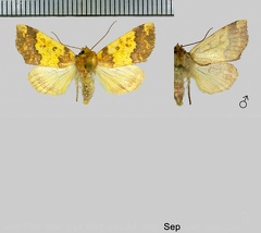 Tiliacea aurago (Denis & Schiffermüller, 1775)