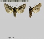 Xylocampa areola (Esper, 1789)