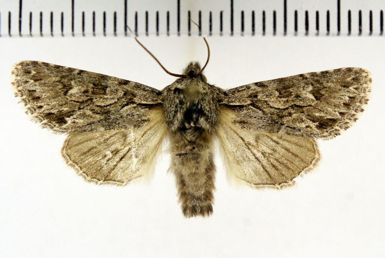 Xylocampa areola (Esper, 1789)-Senonches.JPG