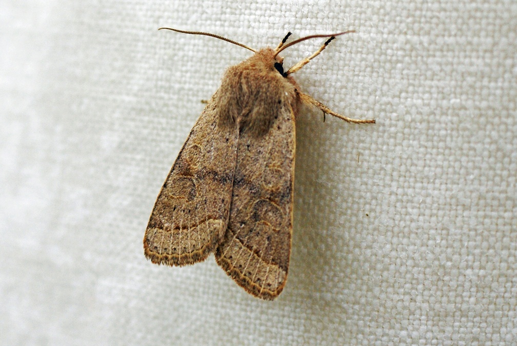 Orthosia cerasi (Fabricius, 1775)-In natura