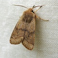 Orthosia cerasi (Fabricius, 1775)-In natura