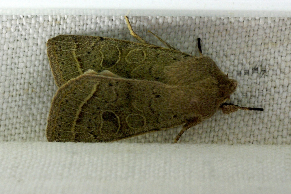 Orthosia cerasi (Fabricius, 1775)-In natura