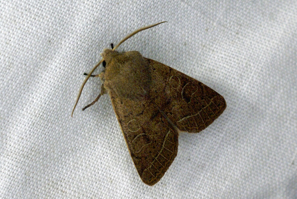 Orthosia cerasi (Fabricius, 1775)-In natura