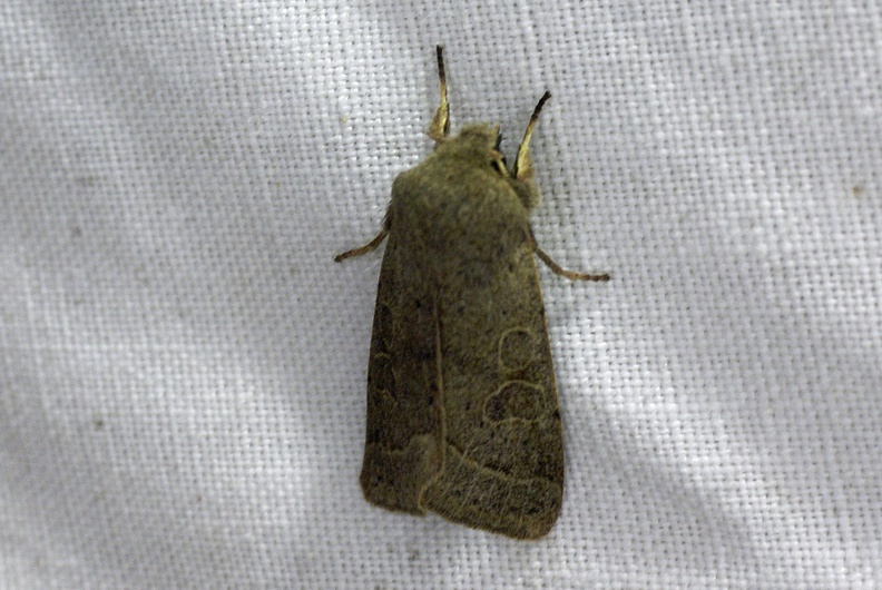 Orthosia cerasi (Fabricius, 1775)-In natura