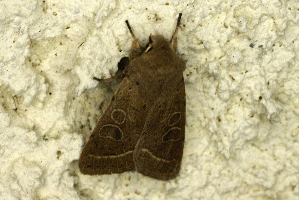 Orthosia cerasi (Fabricius, 1775)-In natura