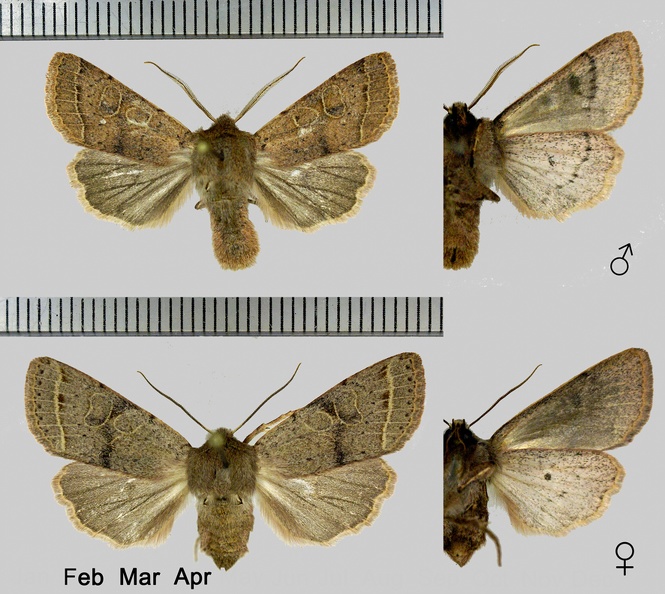 Orthosia cerasi (Fabricius, 1775)-1.jpg