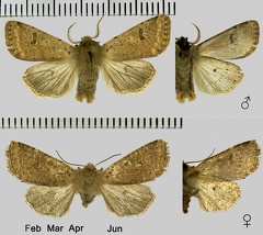 Orthosia cruda (Denis & Schiffermüller, 1775)