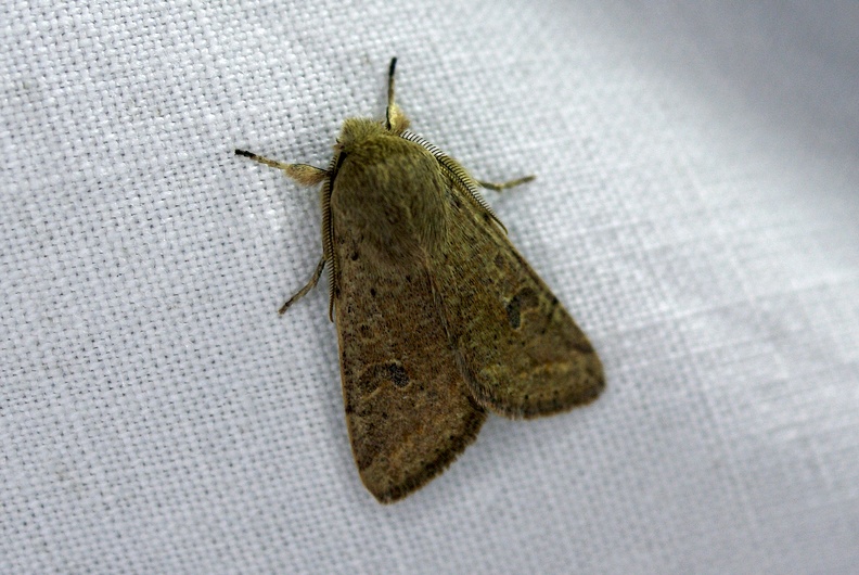 Orthosia cruda (Denis & Schiffermüller, 1775)-In natura