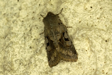 Orthosia gothica (Linnaeus, 1758)-In natura