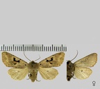 Orthosia gothica (Linnaeus, 1758)-1