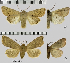 Orthosia gracilis (Denis & Schiffermüller, 1775)