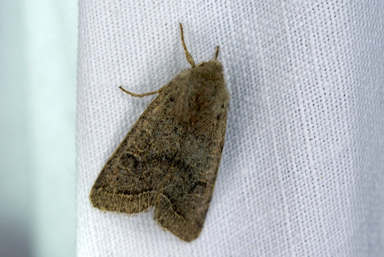 Orthosia incerta (Hufnagel, 1766)-In natura