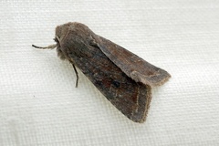 Orthosia incerta (Hufnagel, 1766)-In natura