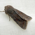 Orthosia incerta (Hufnagel, 1766)-In natura