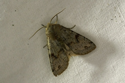 Orthosia incerta (Hufnagel, 1766)-In natura