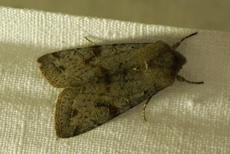 Orthosia incerta (Hufnagel, 1766)-In natura