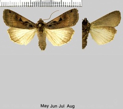 Xestia c-nigrum (Linnaeus, 1758)