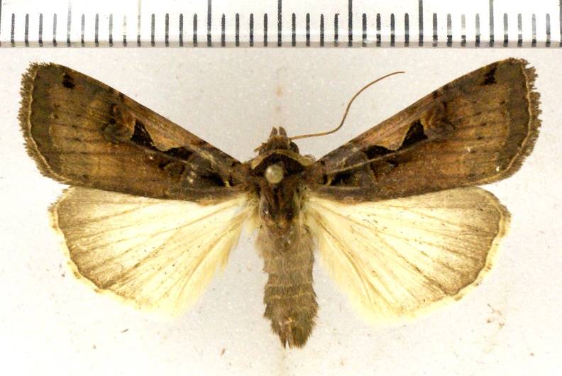 Xestia c-nigrum (Linnaeus, 1758)-Argentenay.JPG
