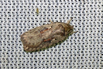 Agonopterix ocellana (Fabricius, 1775)-In natura