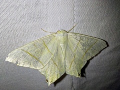 Ourapteryx sambucaria (Linnaeus, 1758)-In natura