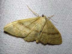 Idaea aversata (Linnaeus, 1758)-In natura