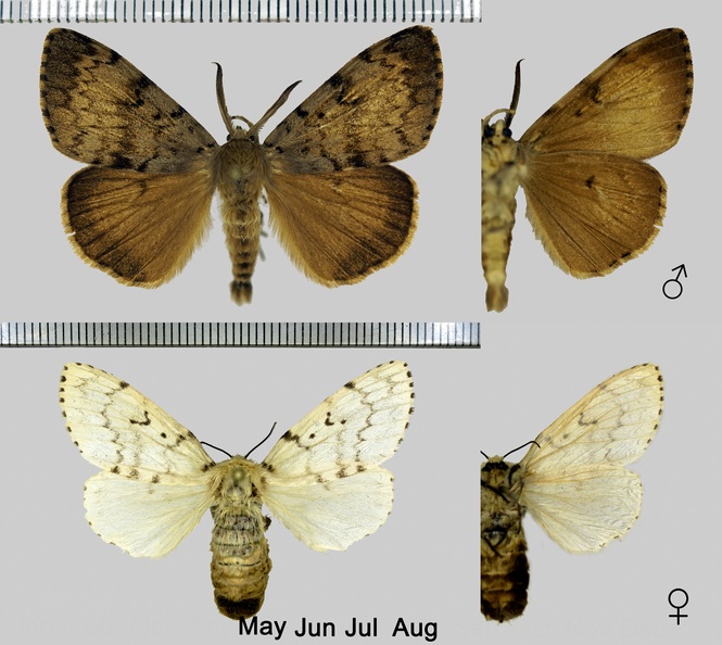 Lymantria dispar (Linnaeus, 1758)