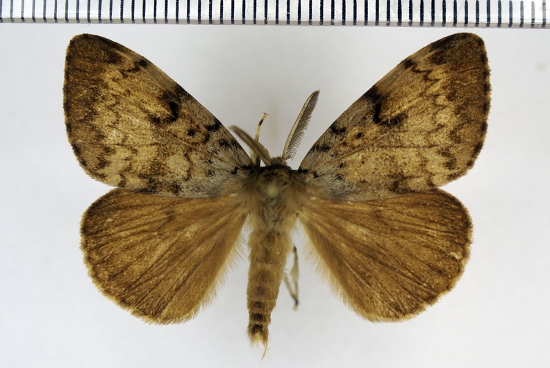 Lymantria dispar (Linnaeus, 1758)-Lèves.JPG