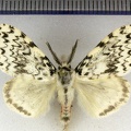 <!--hidden-->Lymantria monacha (Linnaeus, 1758)-Senonches