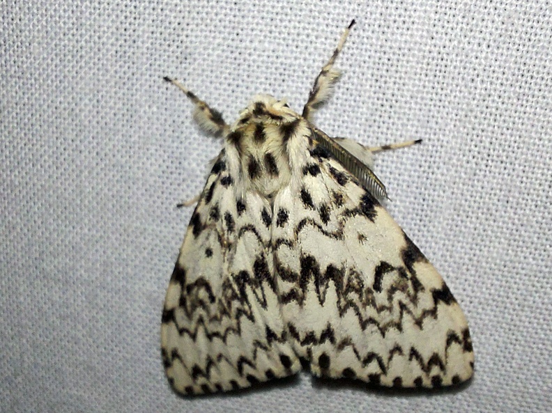 Lymantria monacha (Linnaeus, 1758)-In natura