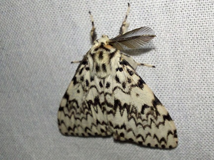 Lymantria monacha (Linnaeus, 1758)-In natura