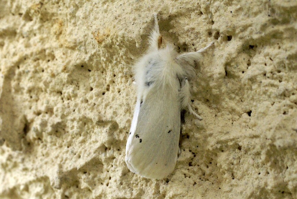 Sphrageidus similis (Fuessly, 1775)-In natura