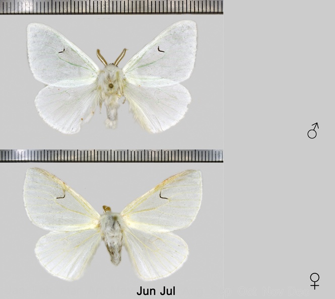 Arctornis l-nigrum (O.F. Müller, 1764).jpg