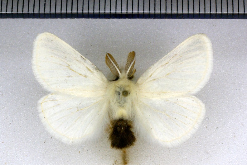 Euproctis chrysorrhoea (Linnaeus, 1758)-Lèves.JPG