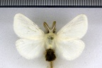 <!--hidden-->Euproctis chrysorrhoea (Linnaeus, 1758)-Lèves