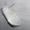 Leucoma salicis (Linnaeus, 1758)-In natura