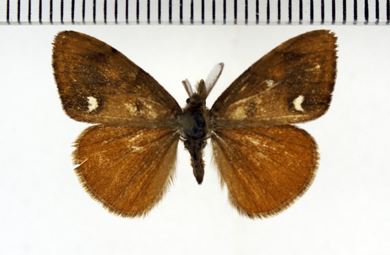 Orgyia antiqua (Linnaeus, 1758)-Senonches.JPG
