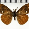 <!--hidden-->Orgyia antiqua (Linnaeus, 1758)-Senonches