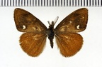 <!--hidden-->Orgyia antiqua (Linnaeus, 1758)-Senonches