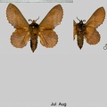 Gastropacha quercifolia (Linnaeus, 1758)