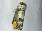 Phalera bucephala (Linnaeus, 1758)-In natura