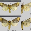 Phalera bucephala (Linnaeus, 1758)