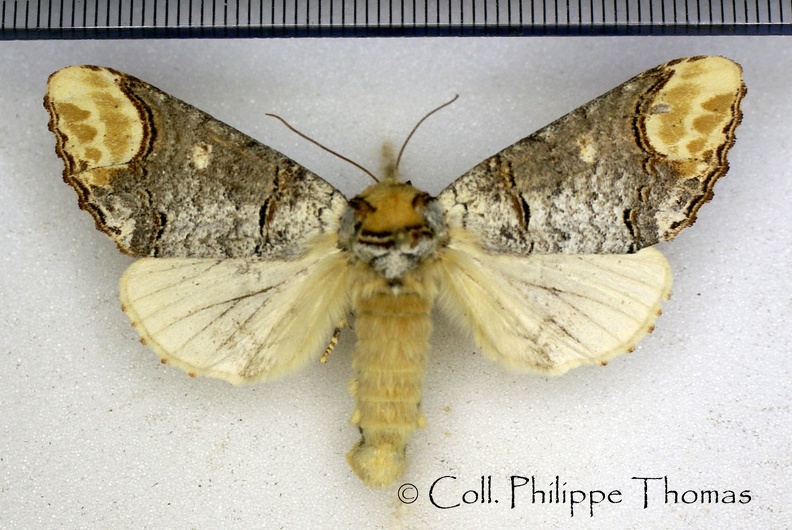 Phalera bucephala (Linnaeus, 1758)-Boncourt.jpg