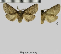 Gluphisia crenata (Esper, 1785)