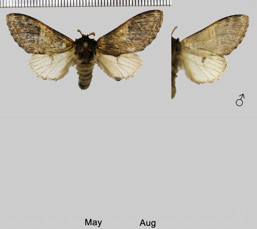 Notodonta tritophus (Denis & Schiffermüller, 1775)