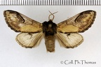 <!--hidden-->Notodonta ziczac (Linnaeus, 1758)-Senonches