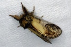 Notodonta ziczac (Linnaeus, 1758)-In natura