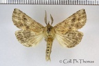 <!--hidden-->Pterostoma palpina (Clerck, 1759)-Soulaires