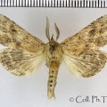 <!--hidden-->Pterostoma palpina (Clerck, 1759)-Boncourt